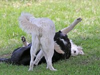 Puppys van Bliss040622-0031